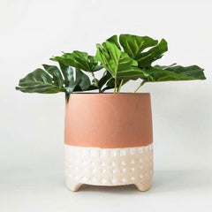 Boho Star Planter (set of 5)