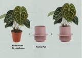 Roma Planter (set of 3)
