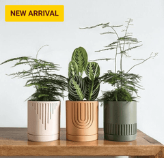 Etched Planter (SET OF 3) - Decor Things