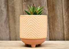 Five Star Planters (Set of 3) - Decor Things